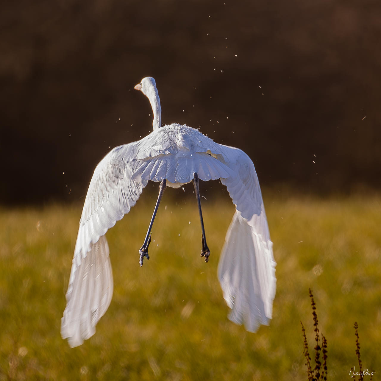 Aigrette blanche qui prend son envol au-dessus de l’herbe