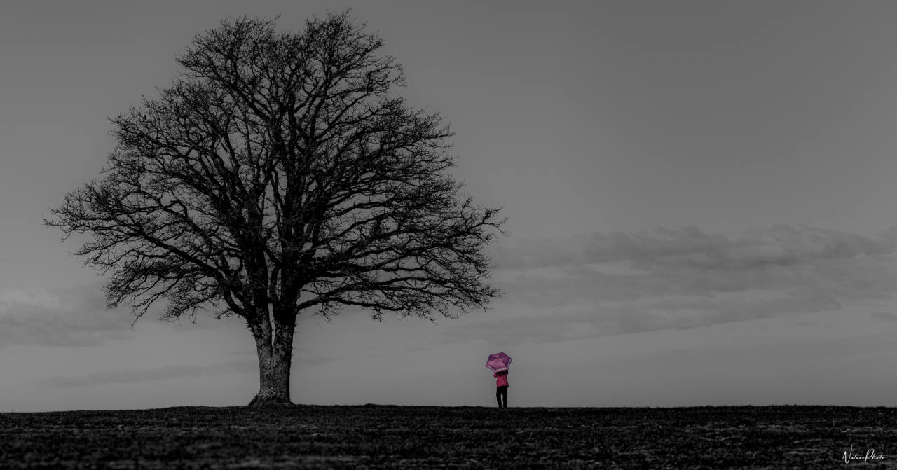 Grand arbre seul en noir et blanc, une silhouette au parapluie rose à ses pieds