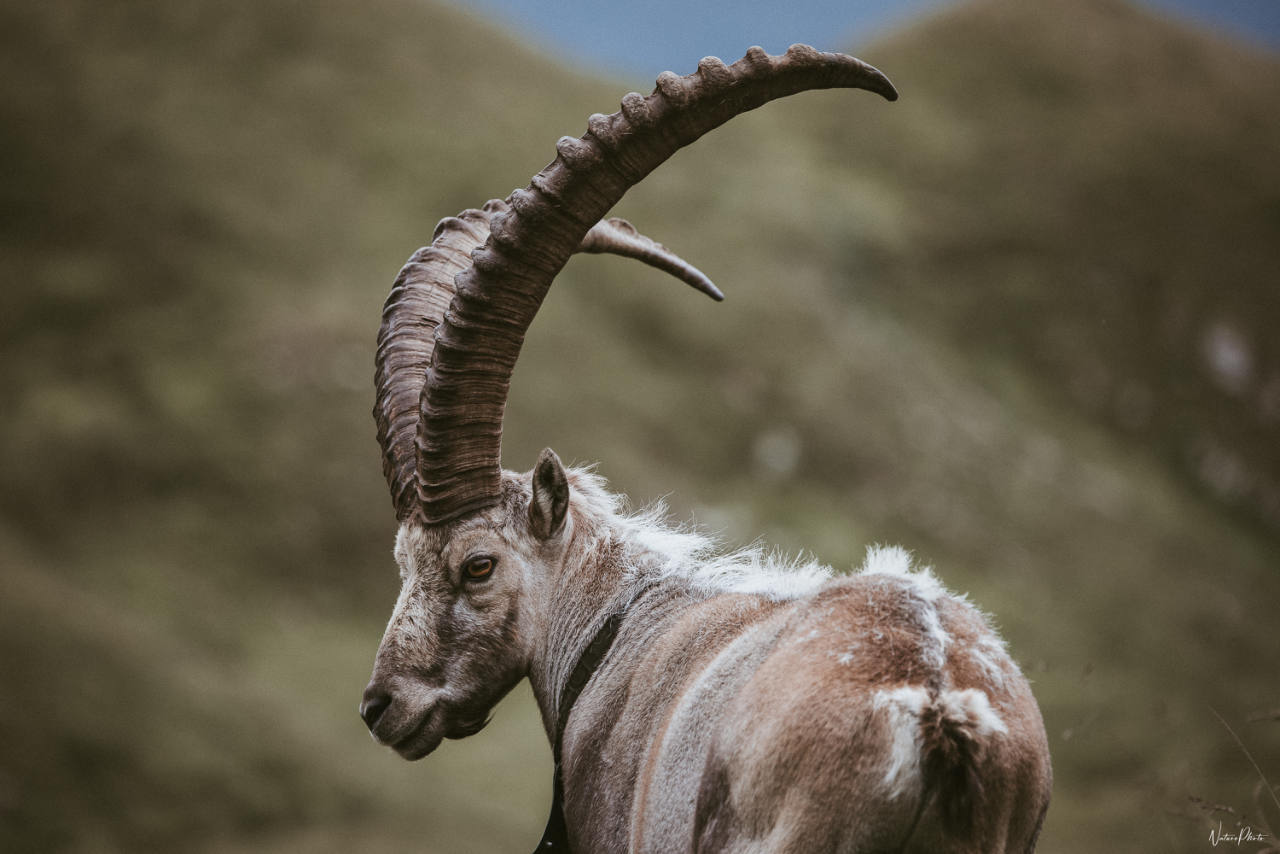 Bouquetin aux grandes cornes recourbées, sur un versant d’herbe