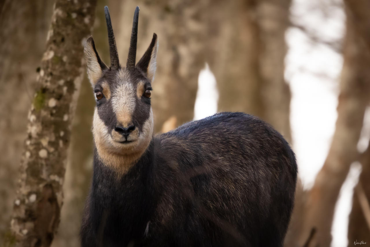 Chamois qui regarde l’objectif entre les troncs d’une forêt