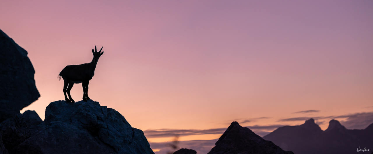 Silhouette d’un chamois sur un rocher, ciel rose du soir et sommets au loin