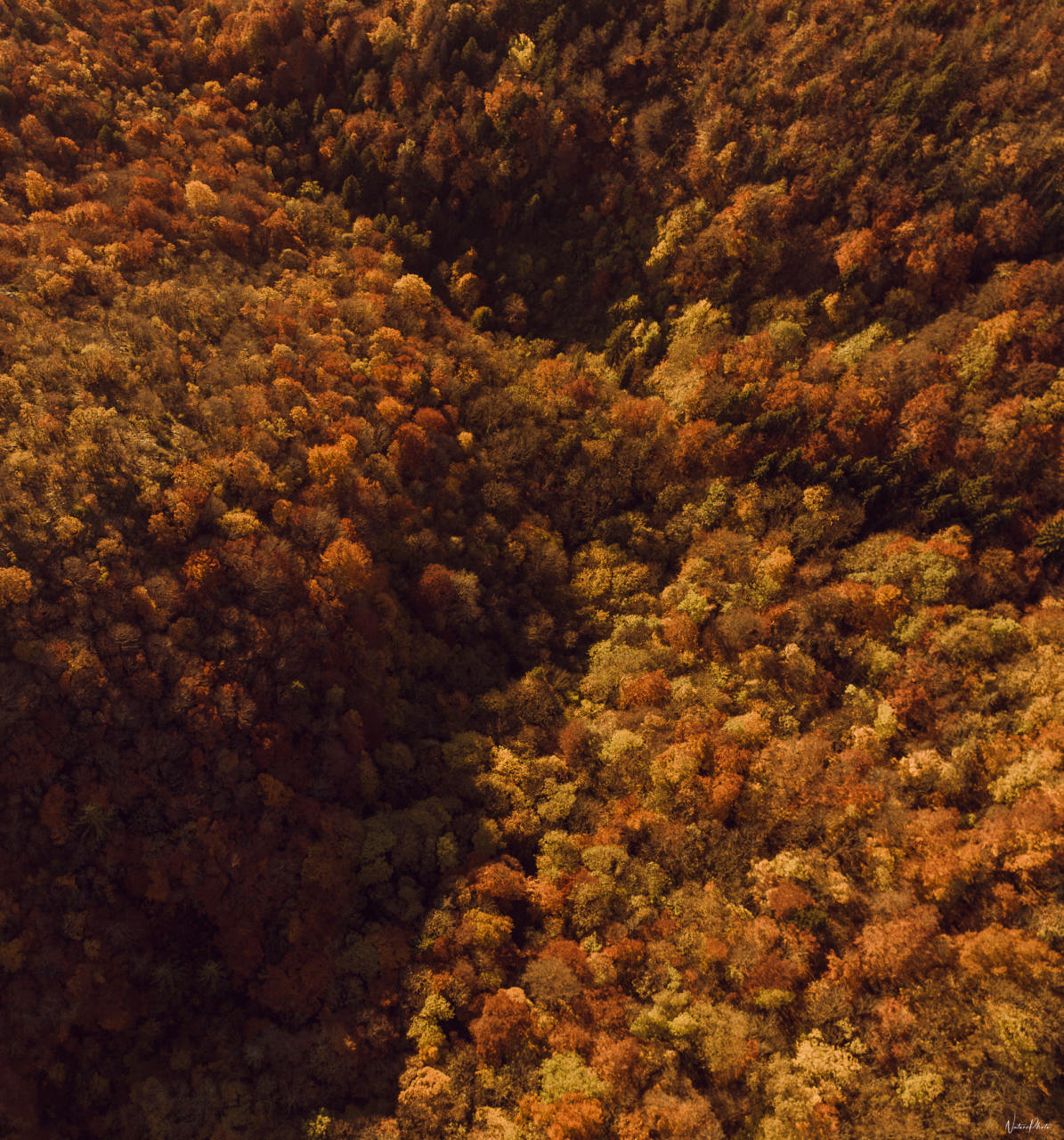Vue aérienne d’une forêt aux couleurs d’automne