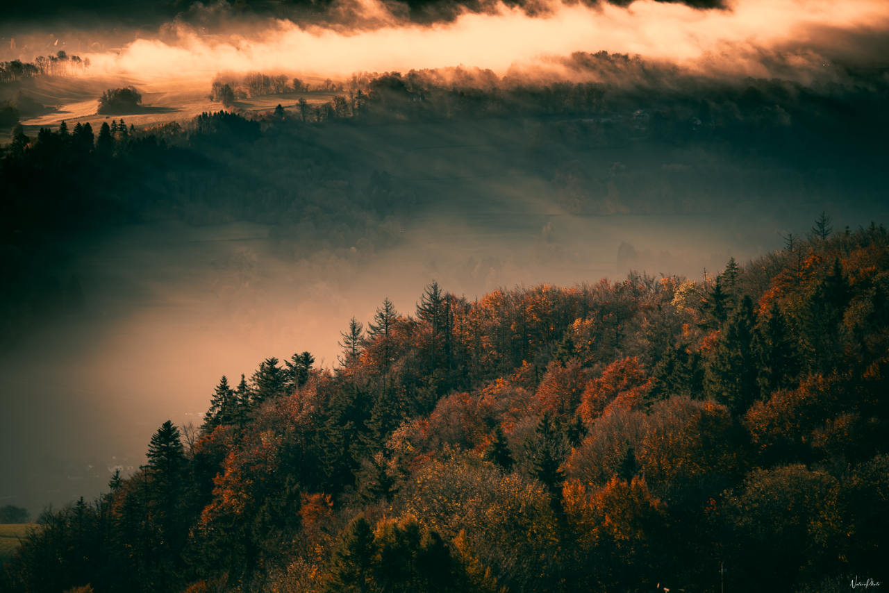 Forêt d’automne qui sort de la brume au lever du jour