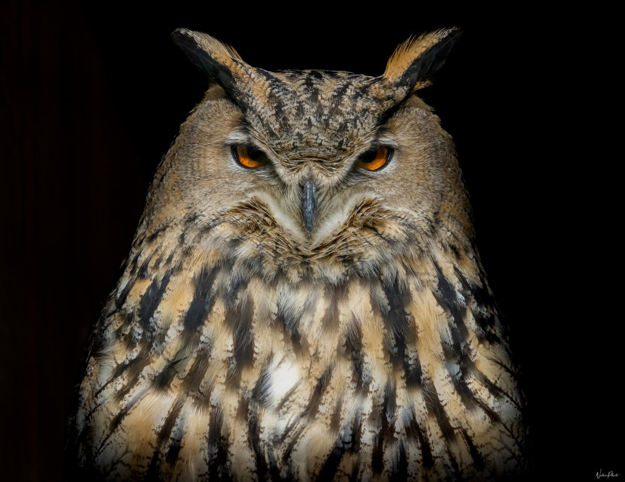 Hibou grand-duc aux yeux orange, sur fond noir