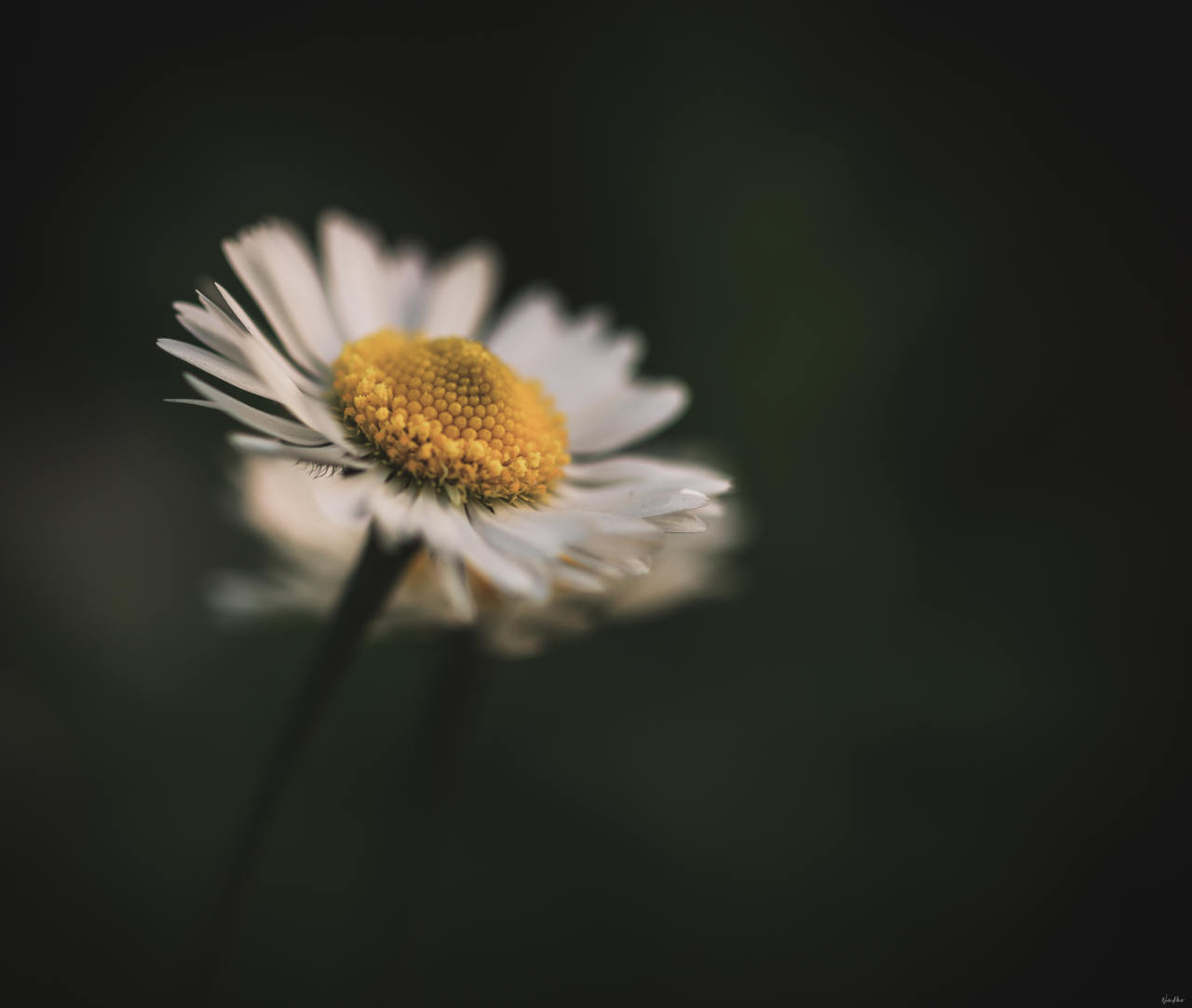 Marguerite en contre-jour sur fond vert sombre