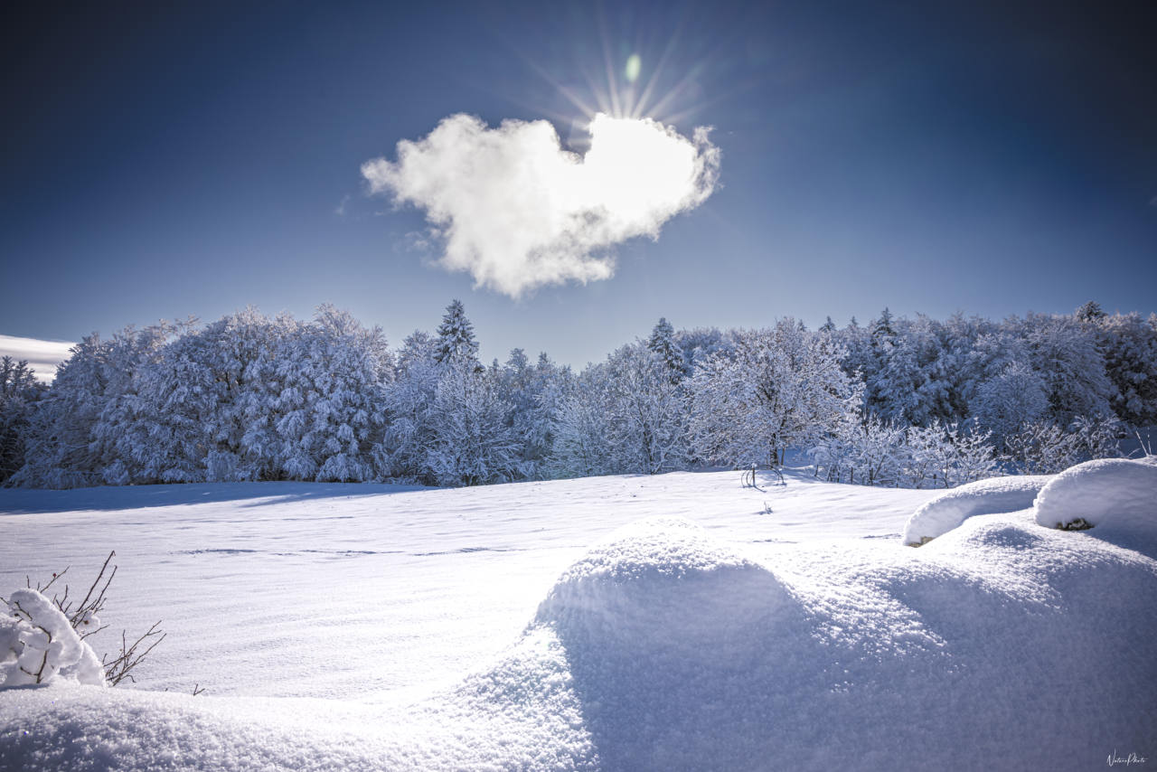 Paysage enneigé sous le soleil, arbres givrés et petit nuage