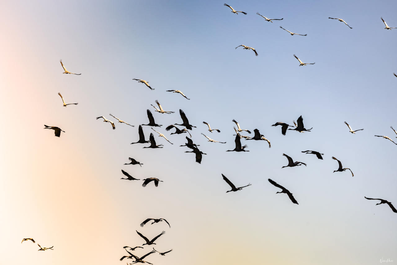 Vol d’oiseaux aux longues ailes dans un ciel clair