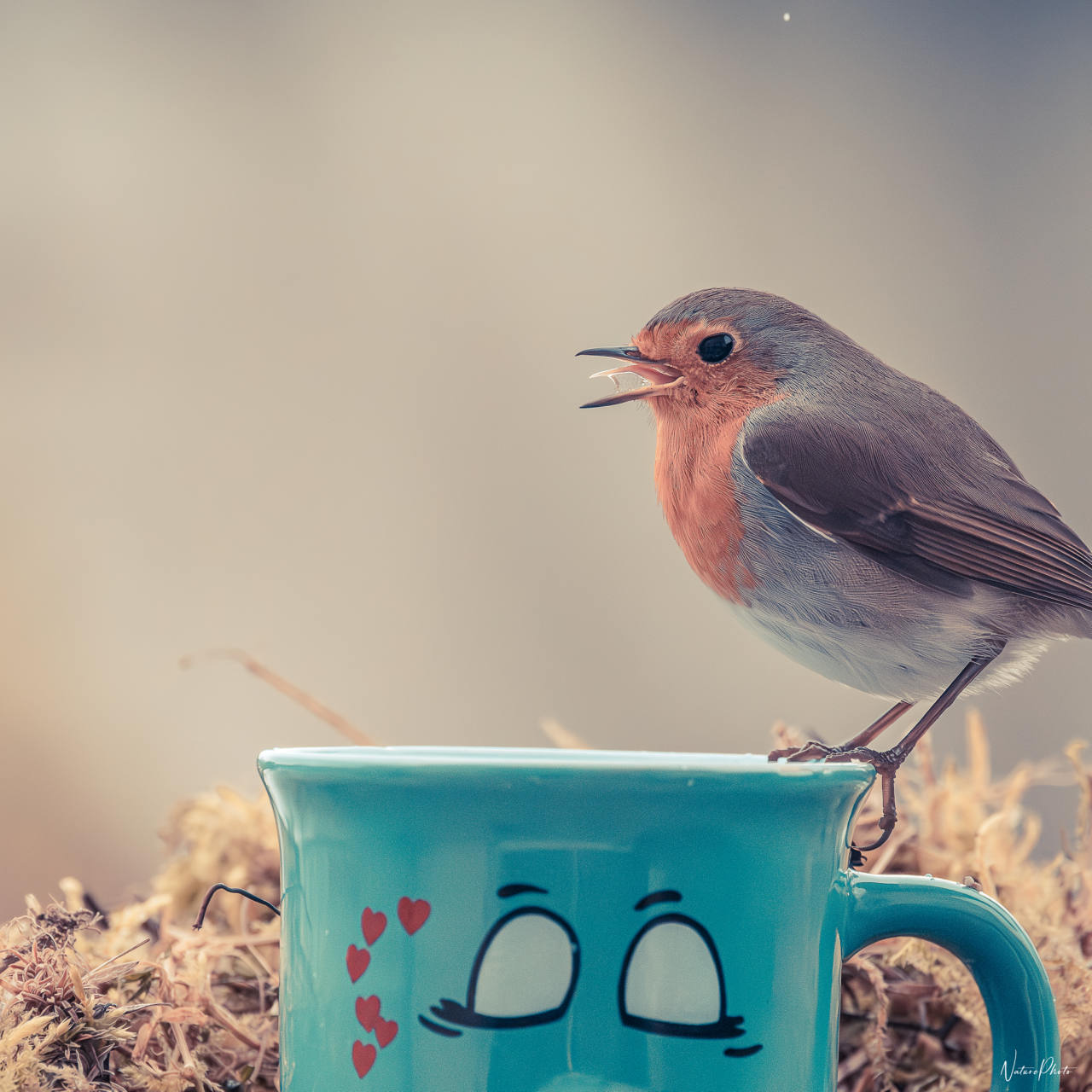 Rouge-gorge qui chante, perché sur le bord d’une tasse turquoise