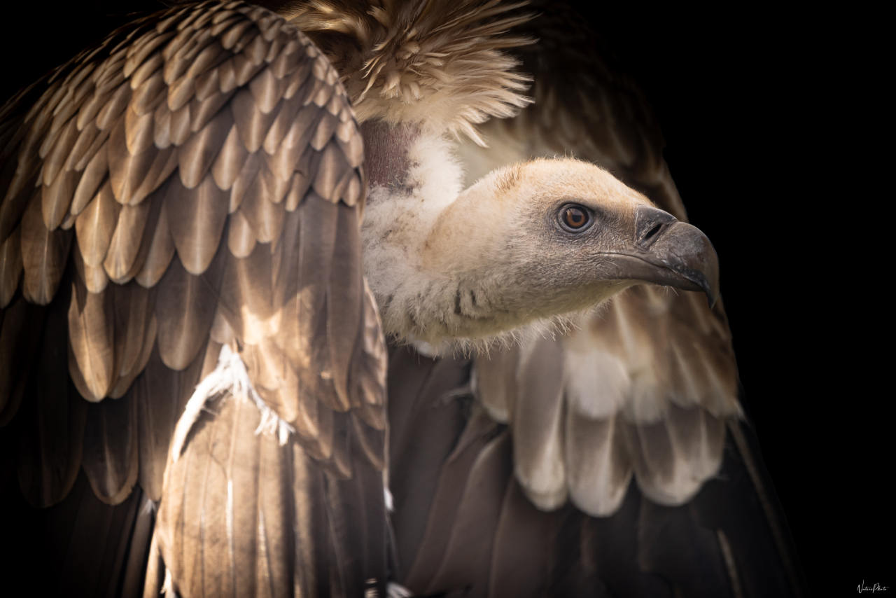 Vautour fauve aux ailes entrouvertes, dans la pénombre